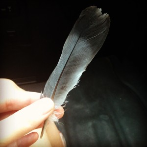 A feather I found on my way to the office one day.